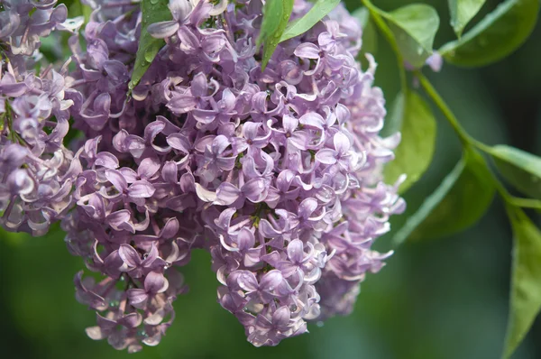 Blossoming Lilac — Stock Photo, Image
