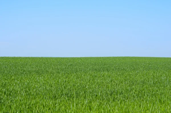 Jarní pšenice pole — Stock fotografie