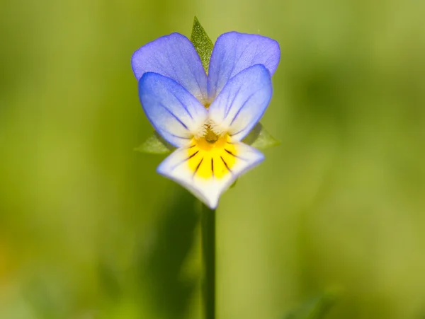 Viooltje bloem — Stockfoto