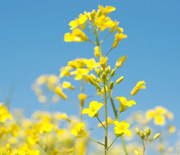 stock image Blooming canola field