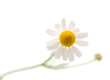 Pharmacy daisy clipart