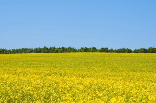 Blooming canola field — Fotografie, imagine de stoc