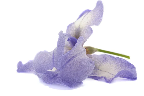 Το λουλούδι Ίρις — Φωτογραφία Αρχείου