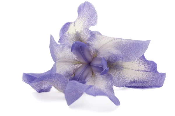 Flor de iris — Foto de Stock