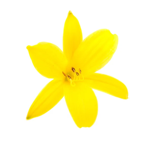 黄色のユリ — ストック写真