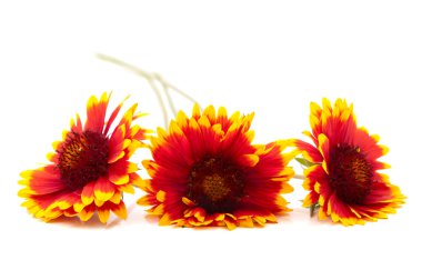 Gaillardia çiçek