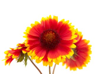 Gaillardia çiçek