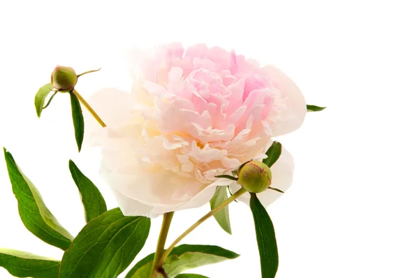 stock image Peony