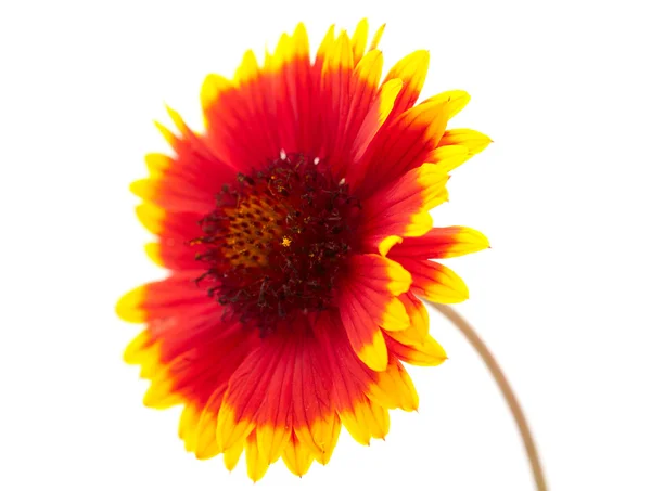 Цветок Гайардии — стоковое фото