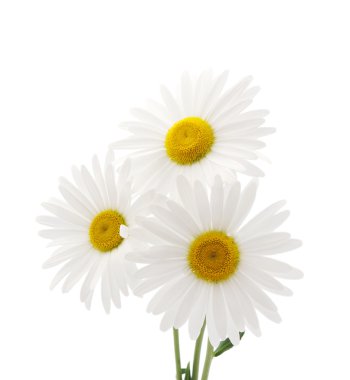 Daisy clipart