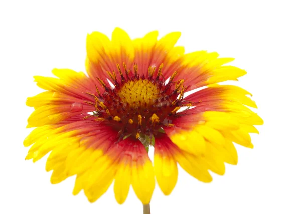 Gaillardia flower — Stock Photo, Image