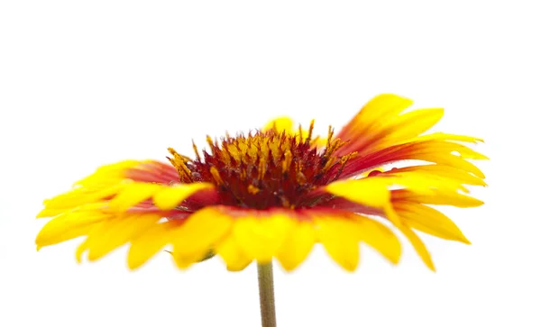 Цветок Гайардии — стоковое фото