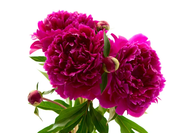 Rode peony — Stockfoto