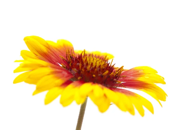 Gaillardia květ — Stock fotografie