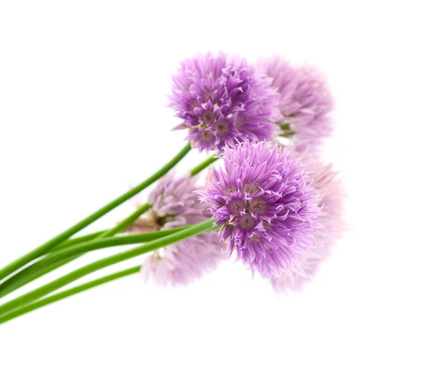 Flores púrpuras — Foto de Stock