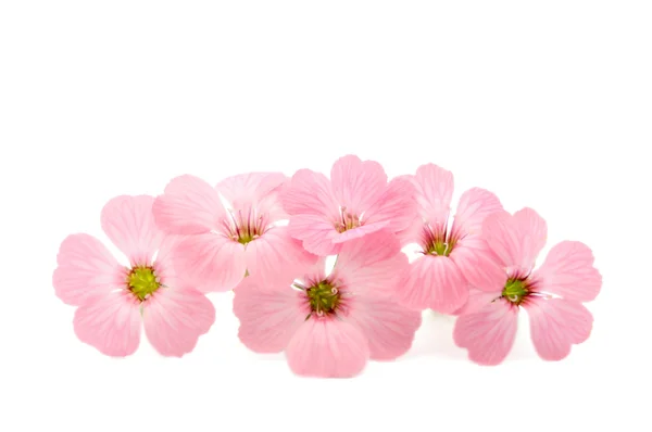 stock image Delicate pink flowers