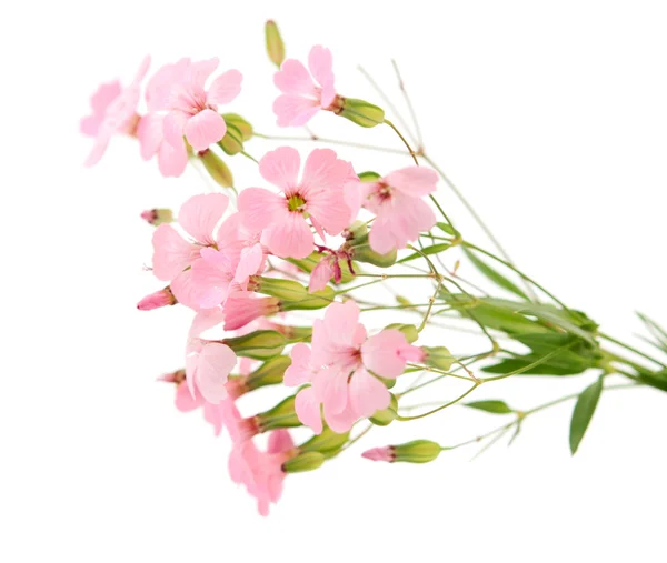 Delicati fiori rosa — Foto Stock