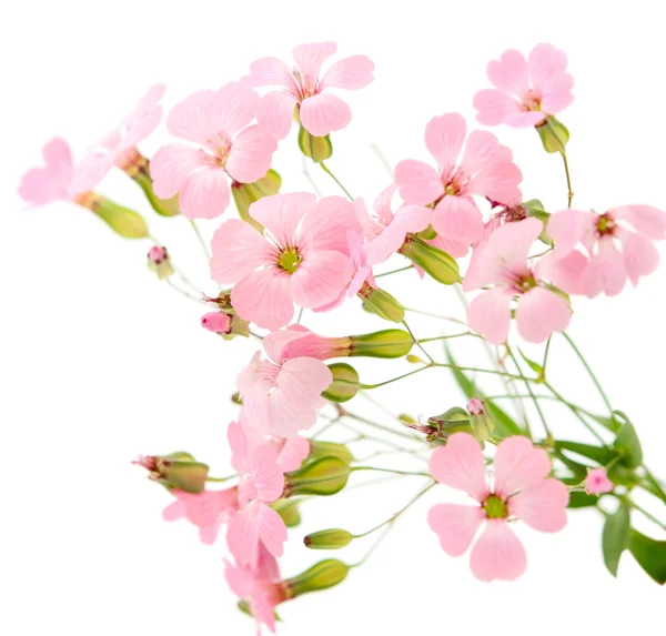 stock image Delicate pink flowers