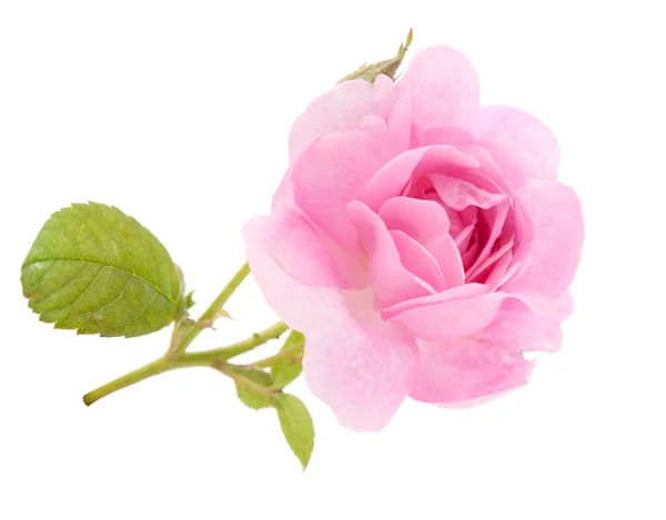 Lžička růžové růže — Stock fotografie