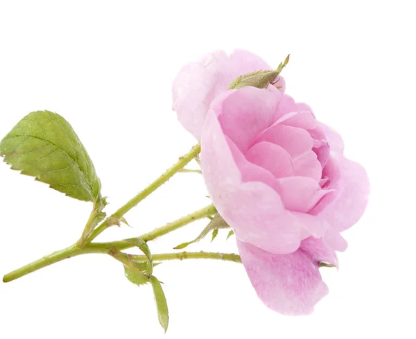 Łyżeczka róża różowy — Zdjęcie stockowe
