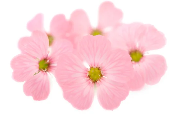Delicadas flores cor de rosa Imagens De Bancos De Imagens Sem Royalties