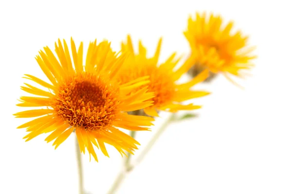 Луговий жовта квітка — стокове фото
