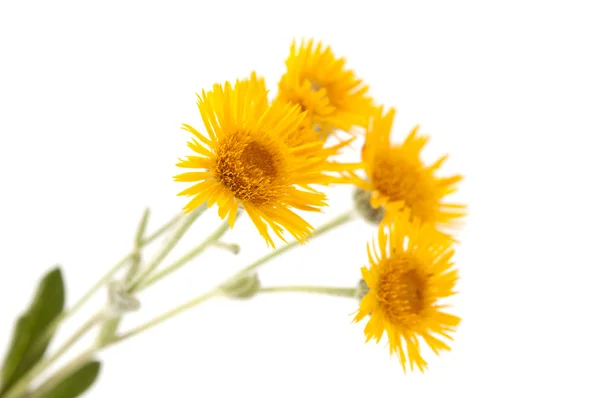 Луговой жёлтый цветок — стоковое фото