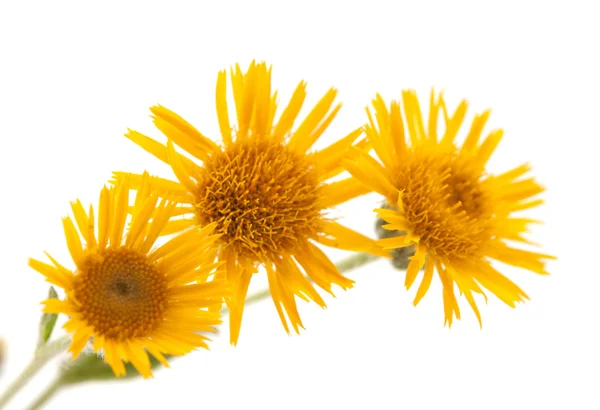 Meadow yellow flower — Stock Photo, Image