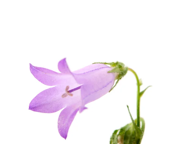 stock image Flower meadow bell