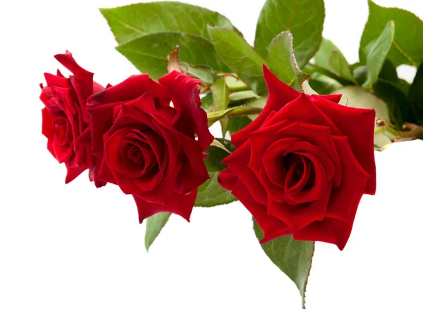 Dark red rose — Stock Photo, Image