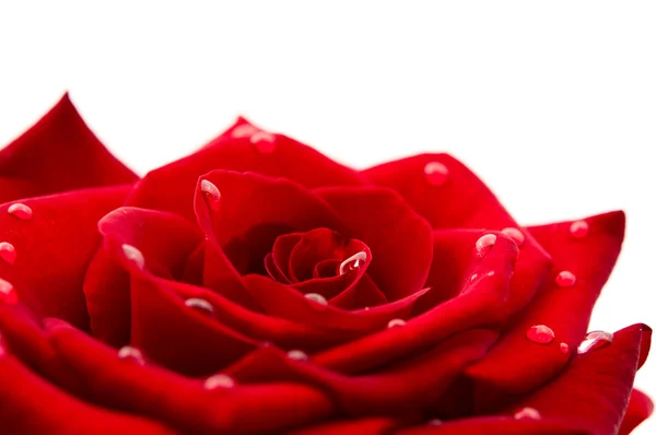 滴と暗い赤いバラ — ストック写真
