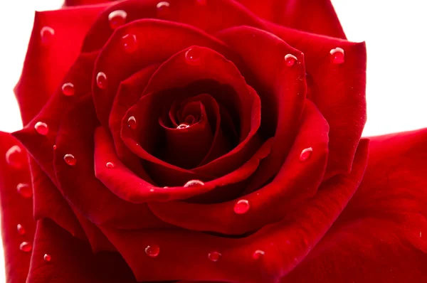 Dark red rose with drops — Stock Photo, Image