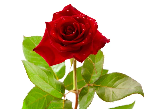 Tmavě červené růže s kapkami — Stock fotografie