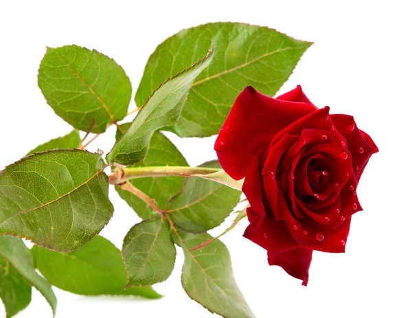 Donkere rode roos met druppels — Stockfoto