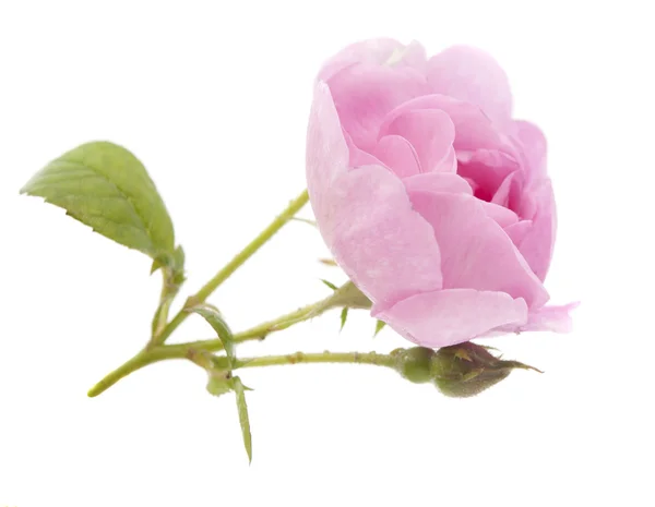 Teaspoon pink rose — Stock Photo, Image