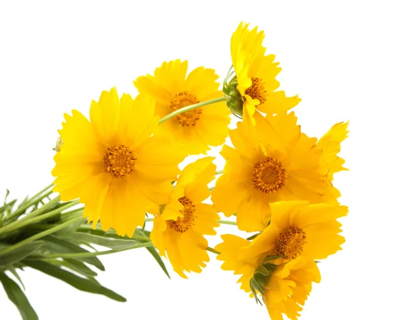 Louka žlutý květ — Stock fotografie