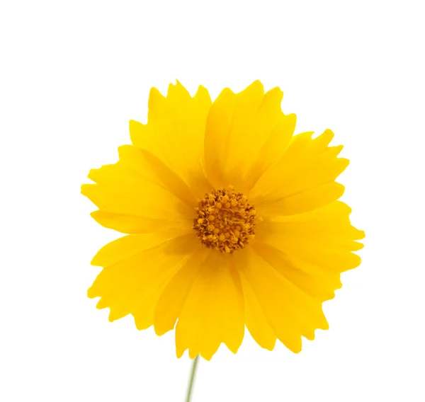 Wiese gelbe Blume — Stockfoto