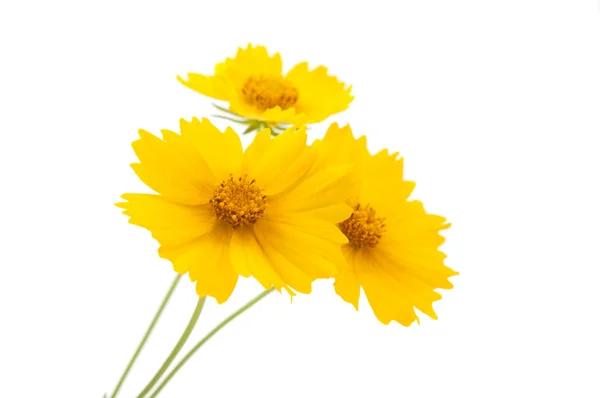 Virág Meadow sárga — Stock Fotó