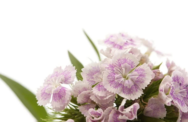 Carnation travyanka — Stock Photo, Image