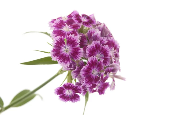 Carnation travyanka — Stock Photo, Image