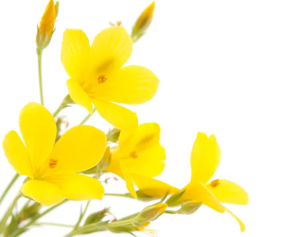 Flor amarilla del prado — Foto de Stock
