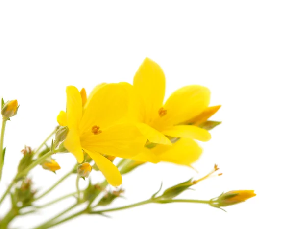 Prado flor amarela — Fotografia de Stock
