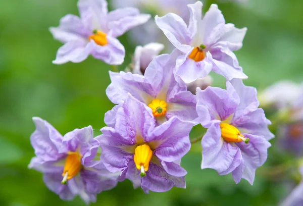Potato flowers — Stock Photo, Image