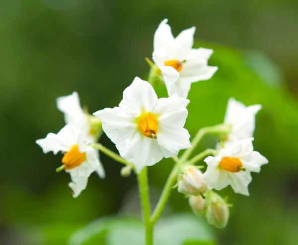 Λουλούδια της πατάτας — Φωτογραφία Αρχείου
