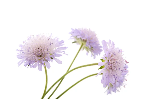 紫色の花 — ストック写真