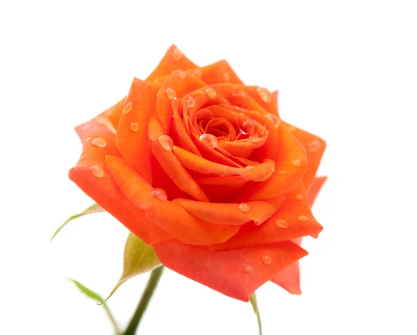 Orange rose — Stock Photo, Image