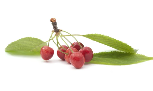 stock image Cherry