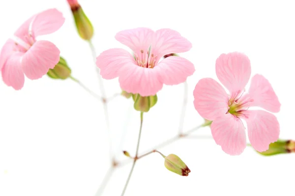 stock image Delicate pink flowers