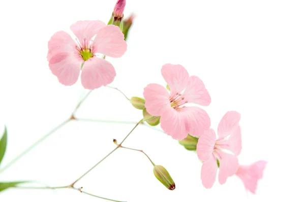 섬세 한 핑크 꽃 — 스톡 사진