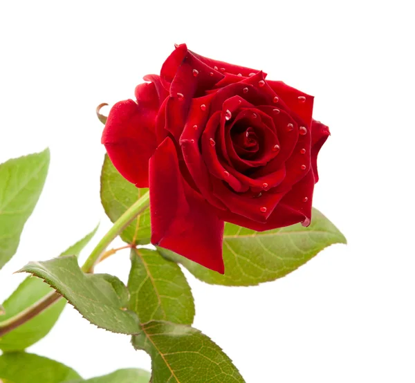 Rosa vermelha escura com gotas — Fotografia de Stock